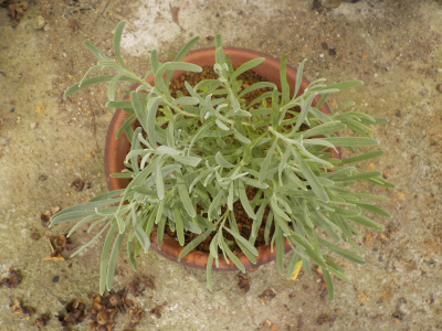 百均で自作した底面給水鉢　タッパー