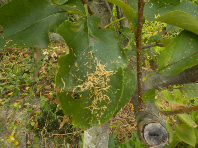 毒リンゴとテッポウムシ