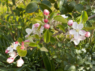 リンゴの受粉作業