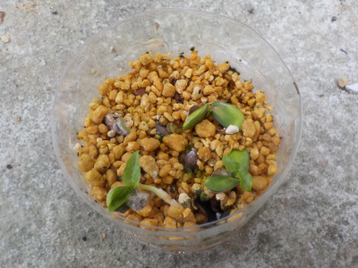 サクランボの発芽