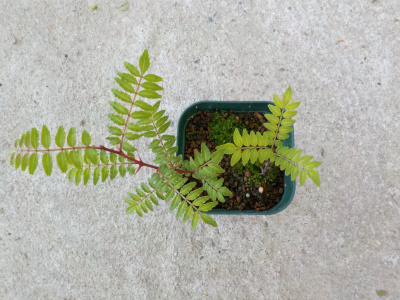 挿木した山椒が成長する。