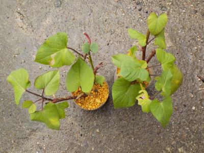 サツマイモの越冬