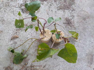 サツマイモの越冬