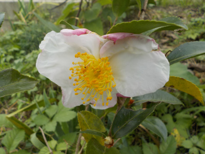 サザンカの季節到来