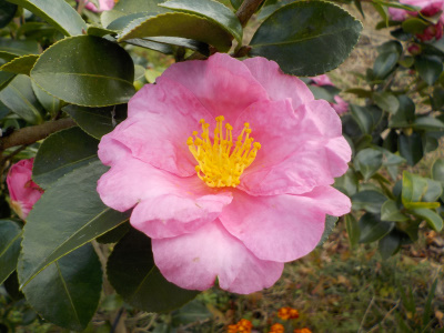 サザンカの写真