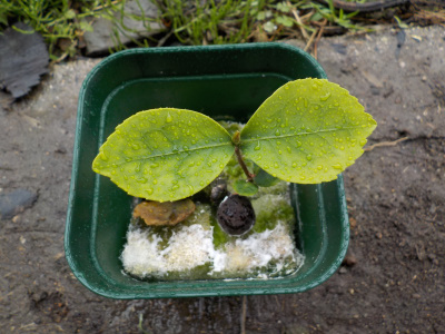 サザンカの水耕栽培