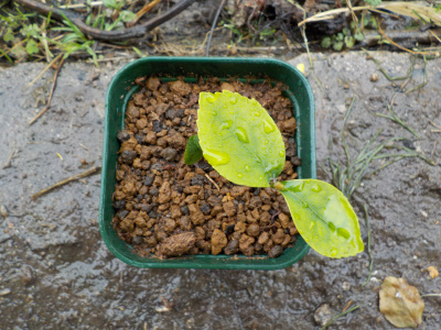 サザンカの鉢上げ
