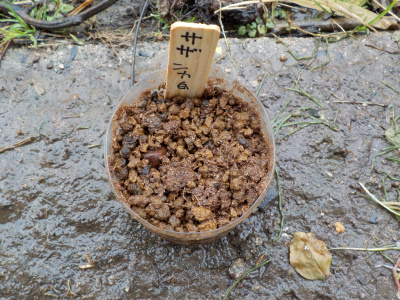 サザンカの種蒔き