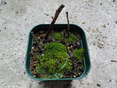 枯れた差檀家の挿木