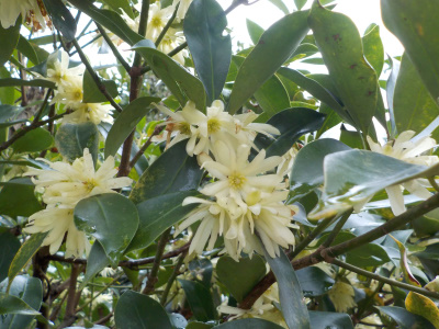 お彼岸のお供えにシキミの花