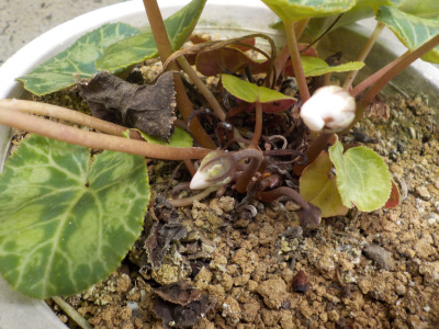 夏に開花するガーデンシクラメン