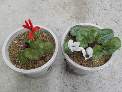 夏でもシクラメンが開花