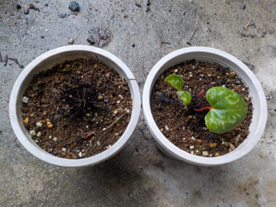 水に弱いガーデンシクラメン