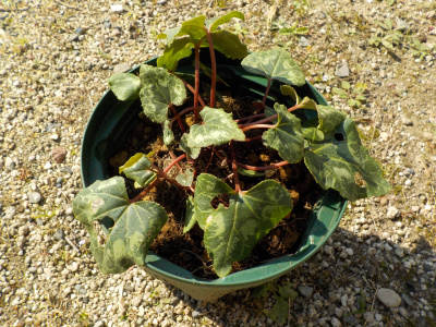 シクラメンをスリット鉢に植え替え