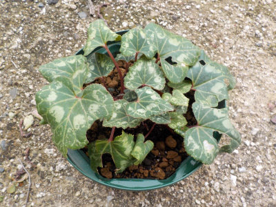 シクラメンの花が咲かない。