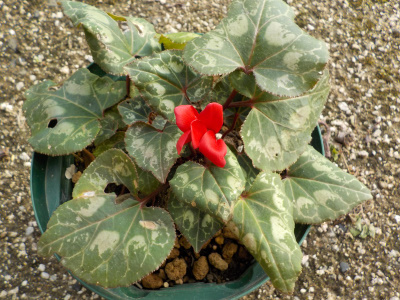 夏越ししたシクラメンが12月に開花