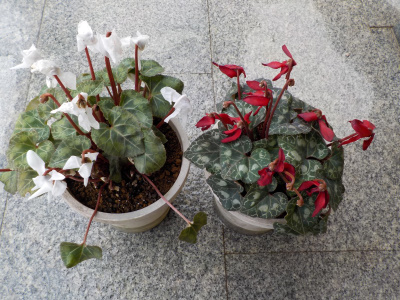 寒波に少し負けたガーデンシクラメン