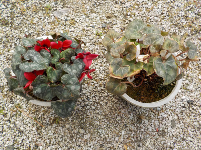 花が少なくなったガーデンシクラメン