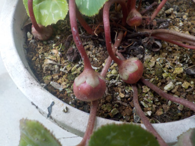 花が少なくなったガーデンシクラメン