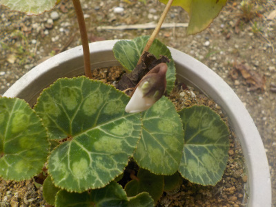 夏に開花するガーデンシクラメン