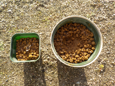 シクラメンの種蒔き