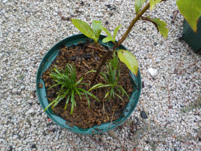 スモモとリュウノヒゲの寄せ植え