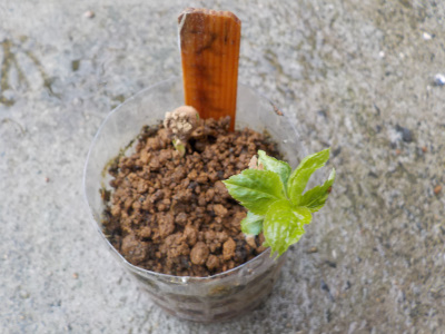 ペットボトルでスモモが発芽