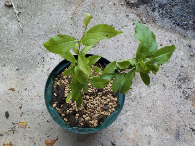 スモモの挿し木苗が成長
