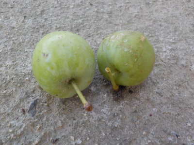 強風と豪雨で落ちたスモモ