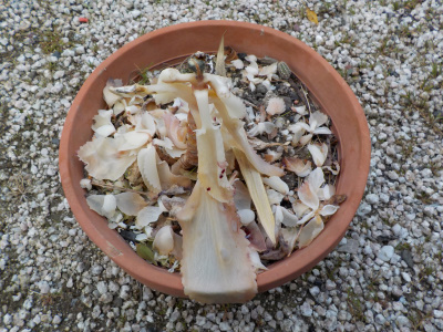 子宝原型層の枯れ姿