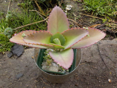 水耕栽培の子宝弁慶草