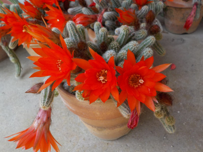 ギュウギュウのビャクダン