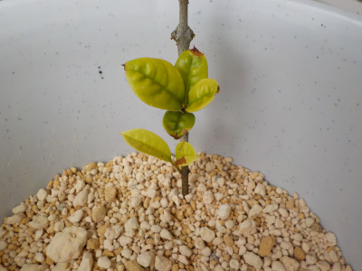 百均で自作した底面給水鉢　キンモクセイを挿し木