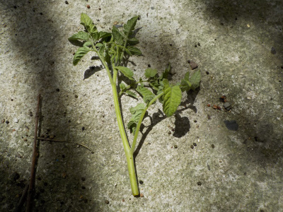 夏にトマトの挿し芽