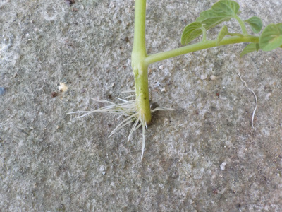 水差しのトマトの発根