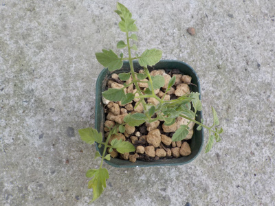 水差しのトマトの発根