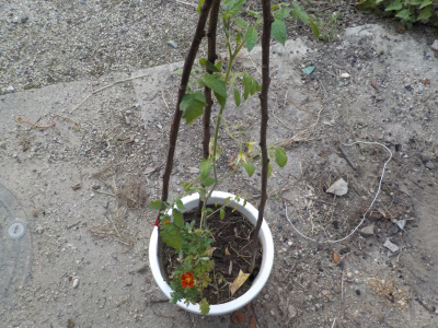 トマトの植え替え