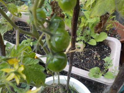 秋の青いトマト