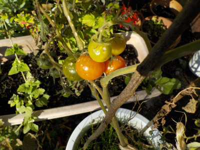 冬のオレンジトマト