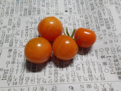 冬に実ったトマト