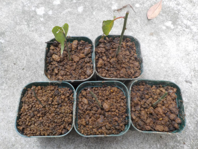 梅の挿し木を鉢上げ