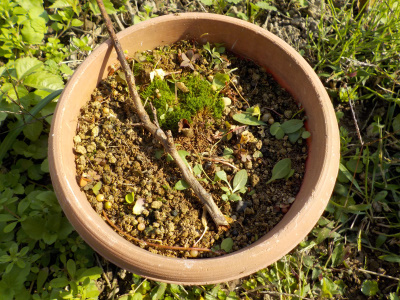 梅にテッポウムシ