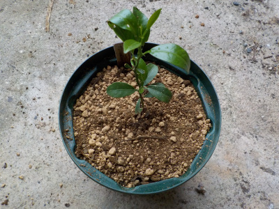 japan ゆずの鉢を大きくしました。 5月