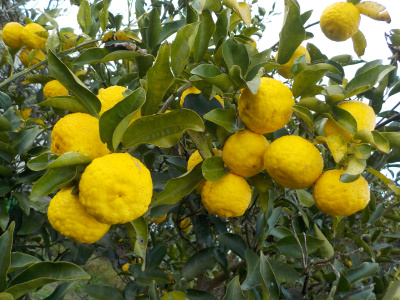 japan ゆずが食べごろになりました。 12月