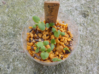 ゼラニウムの発芽