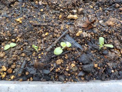 ゼラニウムの植え替え