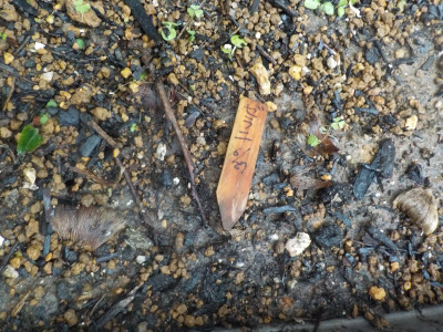 ゼラニウムの芽が消える