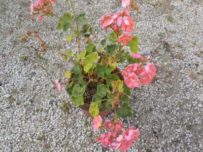 タネが出来ないデラニウム