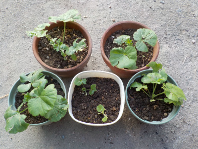 実用のゼラニウム