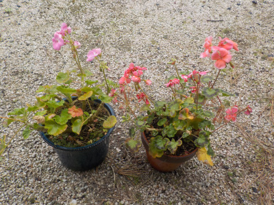 年末でもゼラニウム